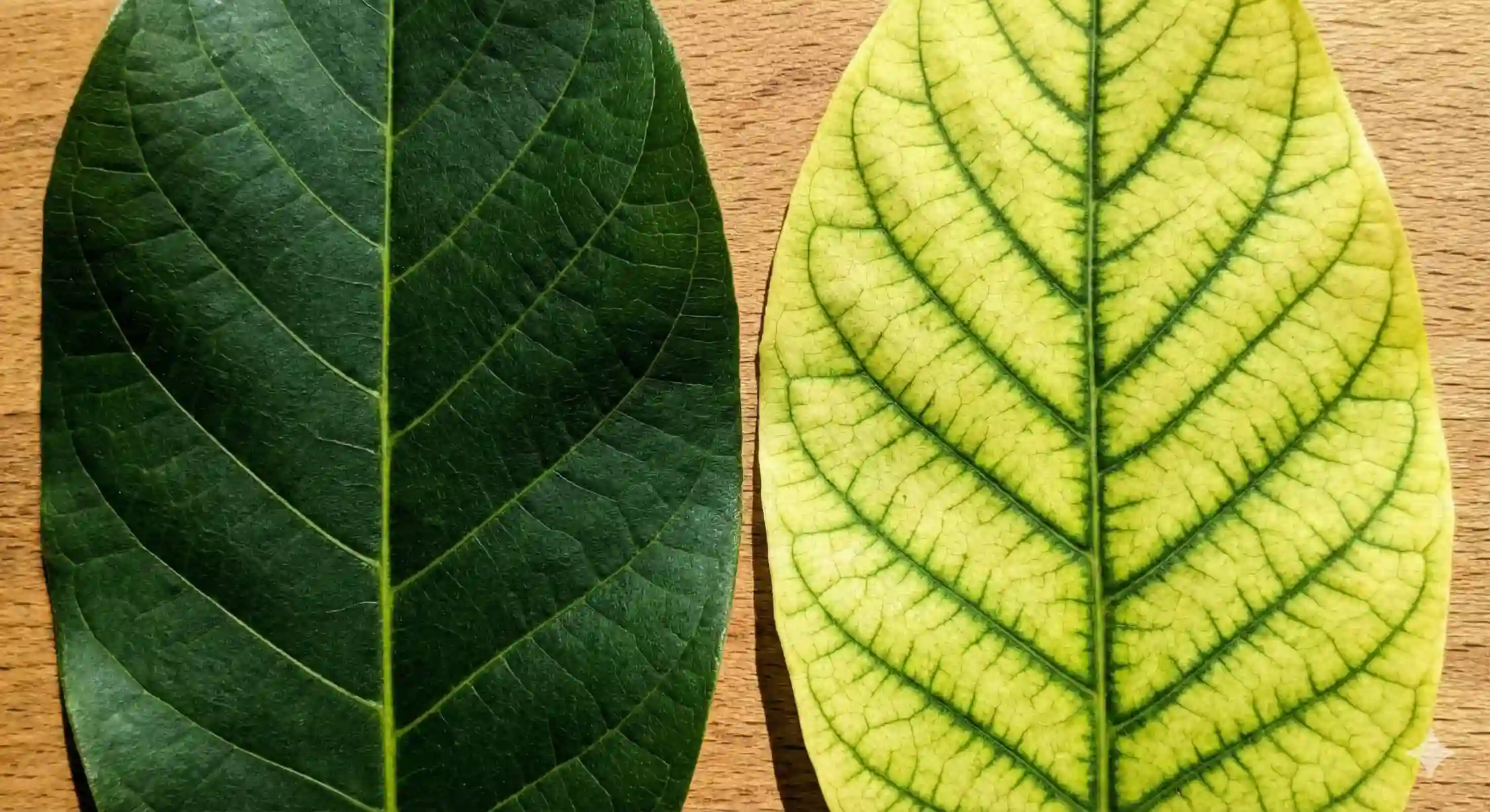 علائم زردی برگ درخت گردو ناشی از کمبود آهن و تفسیر اشتباه آزمایش خاک.