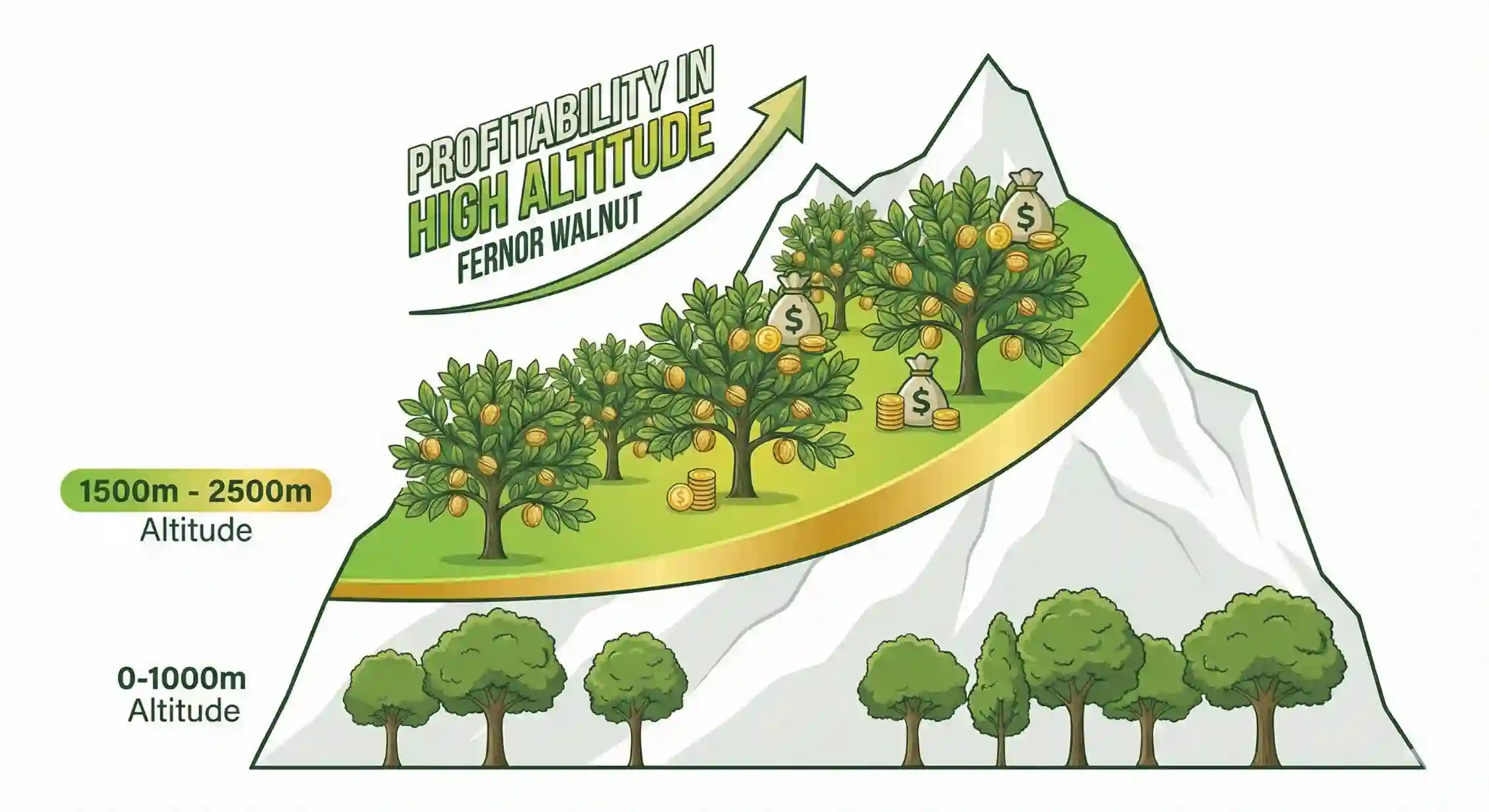نمودار بهترین ارتفاع کاشت نهال گردو فرنور در مناطق کوهستانی بین ۱۵۰۰ تا ۲۵۰۰ متر.