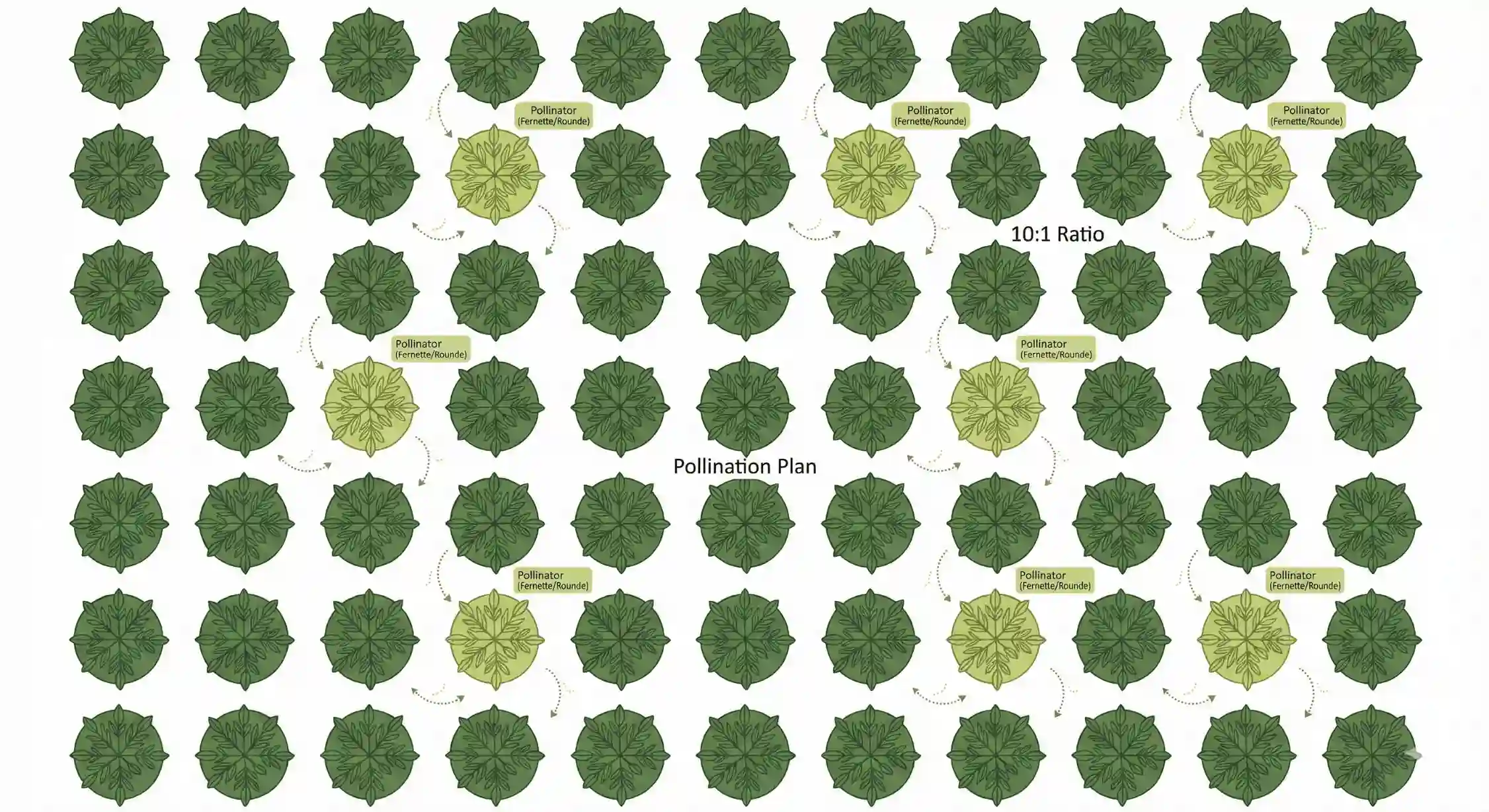 نقشه کاشت گرده افشان فرنت در باغ گردو فرنور با نسبت یک به ده.