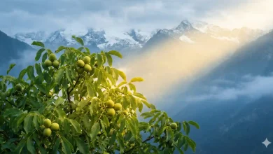 نهال گردو فرنور؛ گارد سلطنتی باغ های کوهستانی