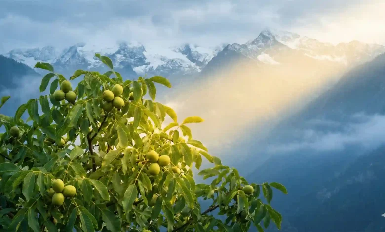 نهال گردو فرنور؛ گارد سلطنتی باغ های کوهستانی